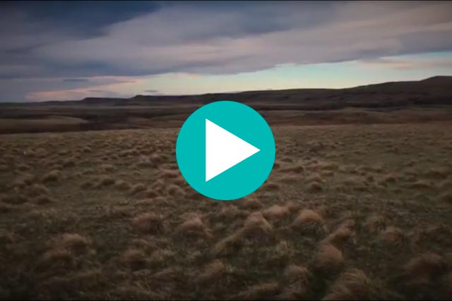 sharp-tailed grouse lek video