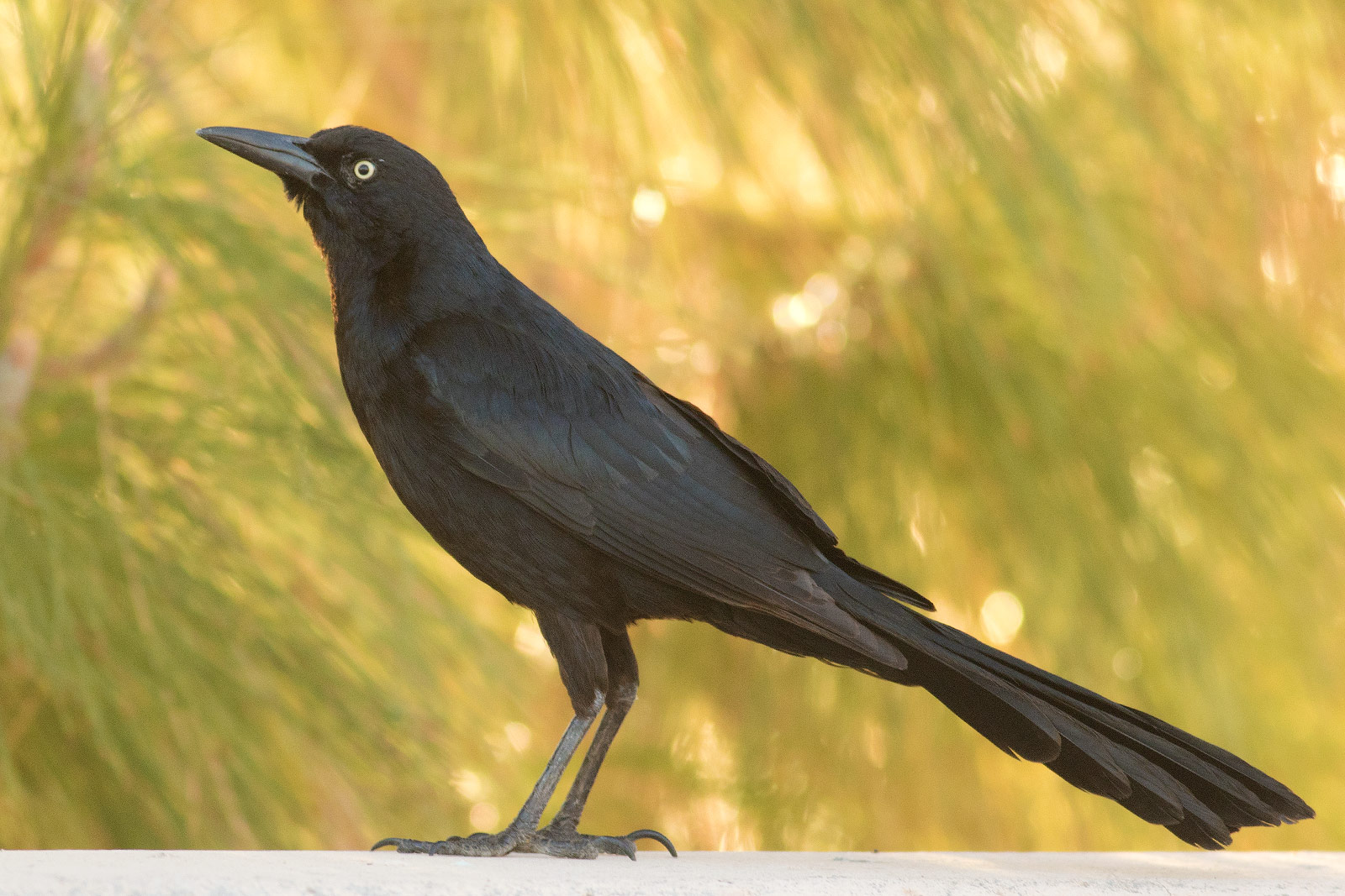 Bird Nerds | Phoenix Arizona