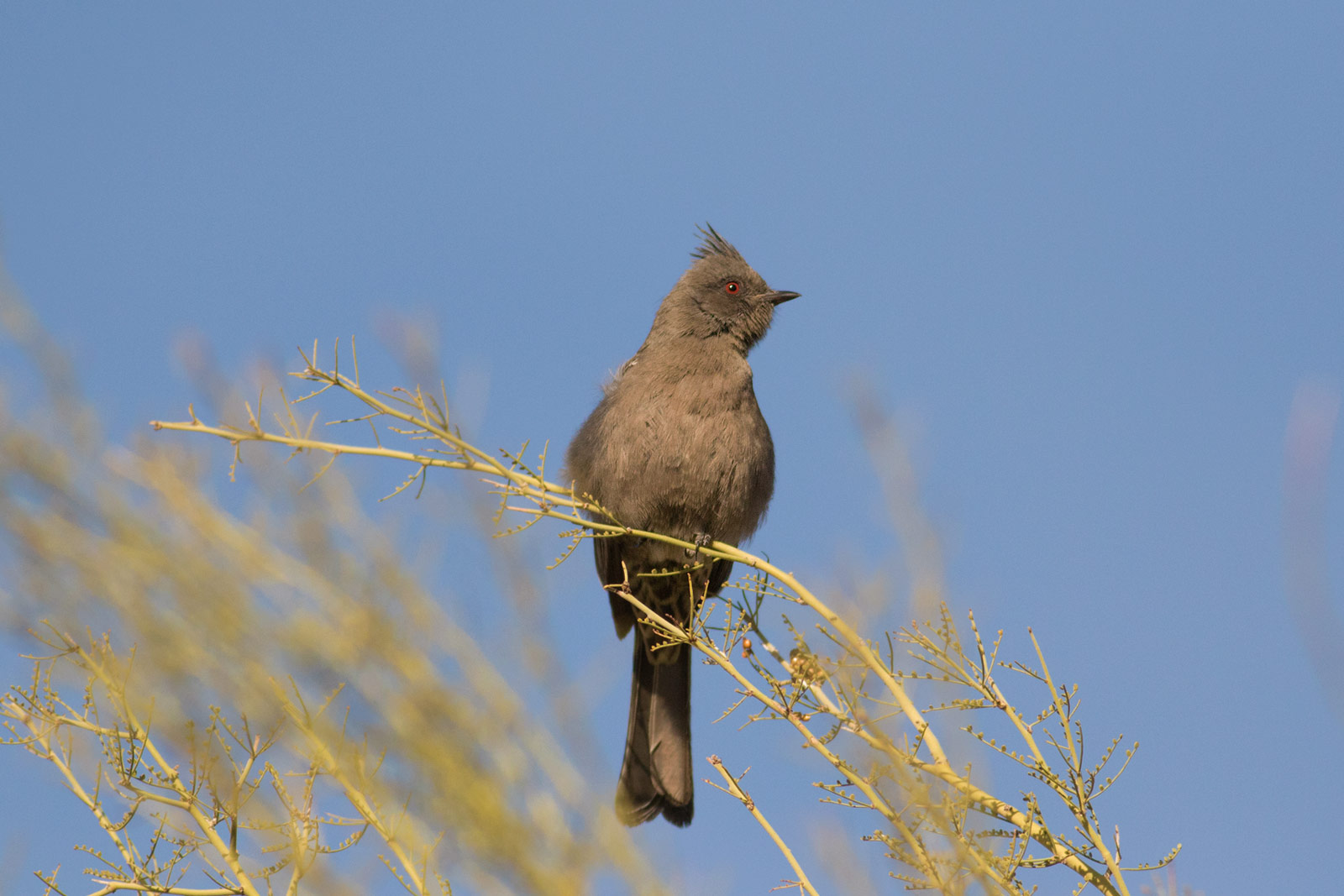 Bird Nerds | Phoenix Arizona