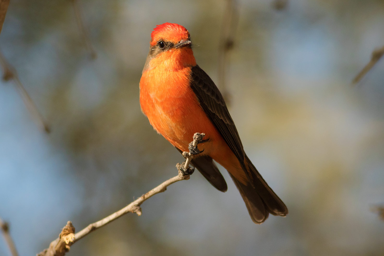 Bird Nerds | Phoenix Arizona