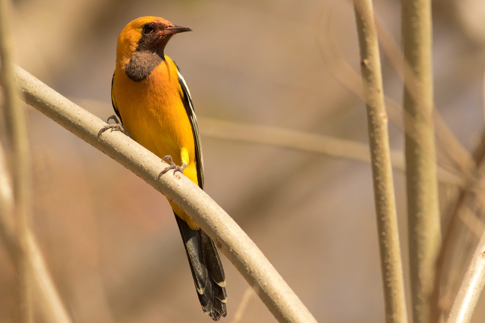 Bird Nerds | Mexican Birds