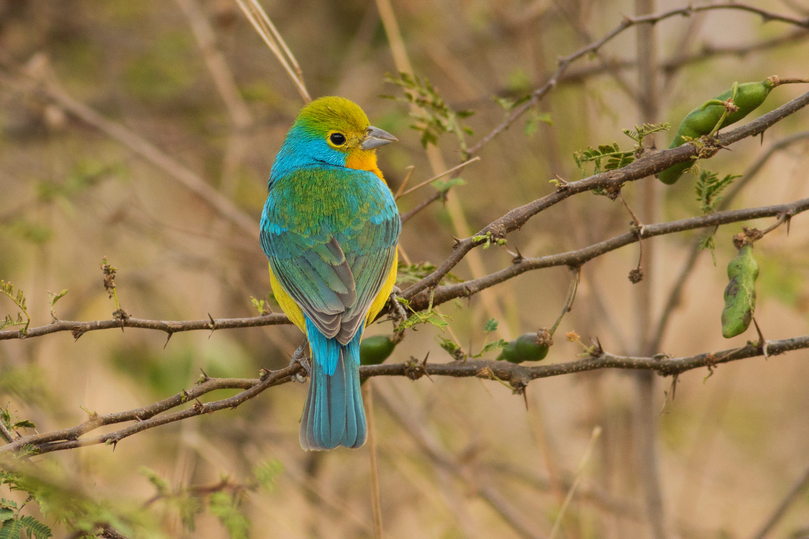 Bird Nerds | Mexican Birds