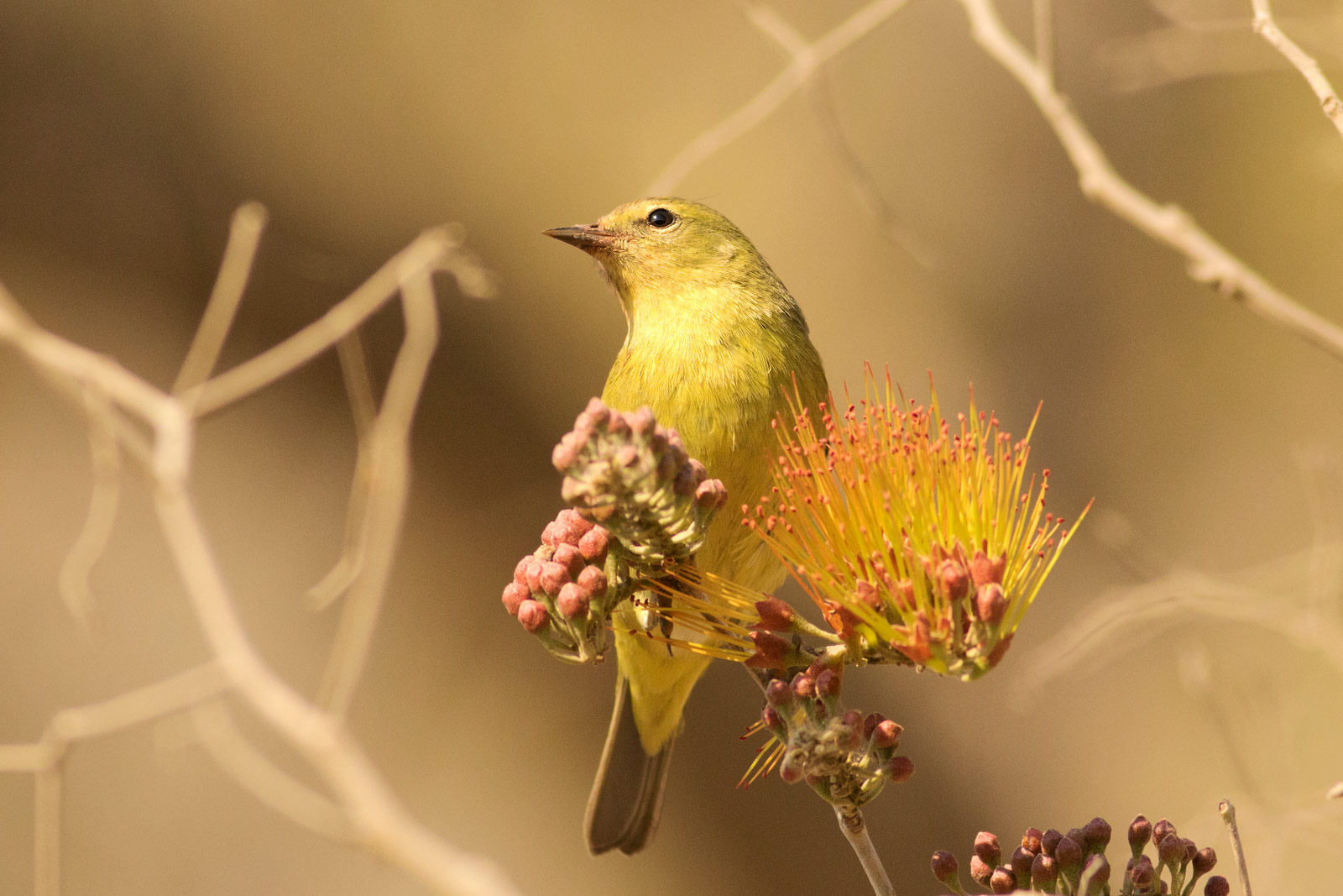 Bird Nerds | Mexican Birds