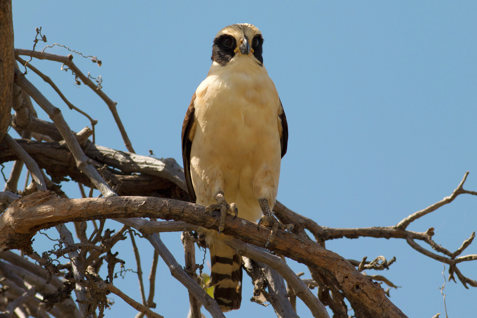 Bird Nerds | Palo Verde Wetlands