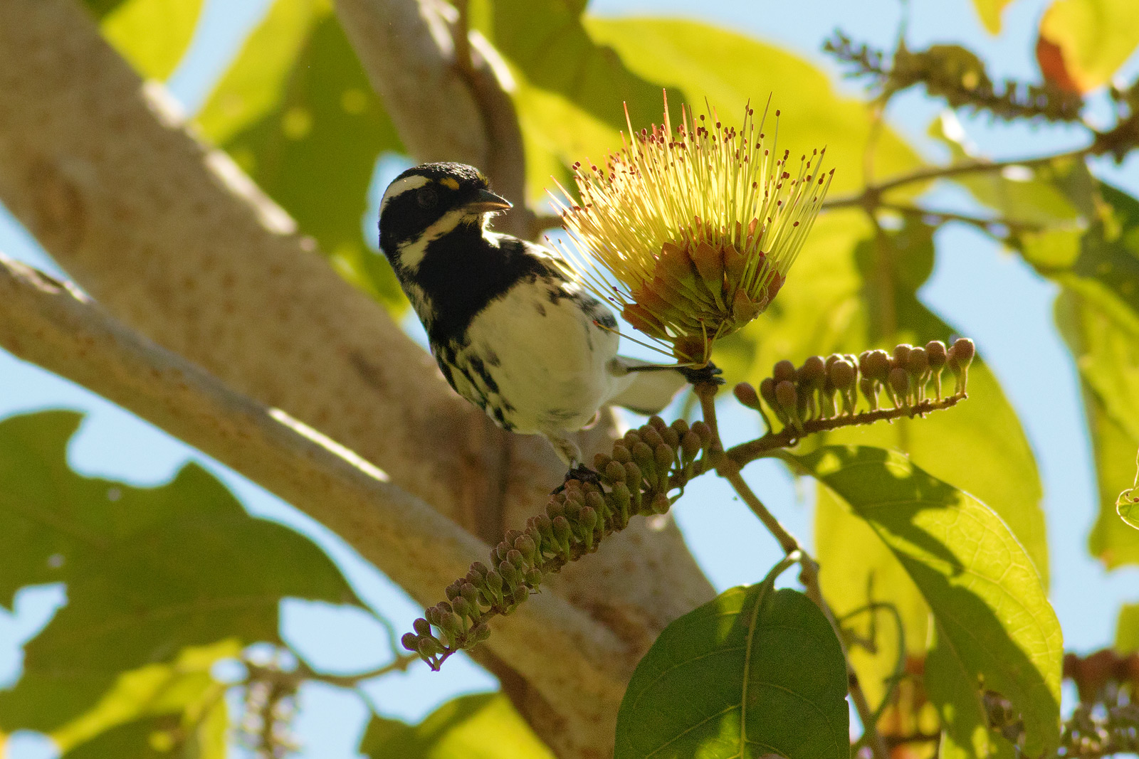 Bird Nerds Viva Mexico