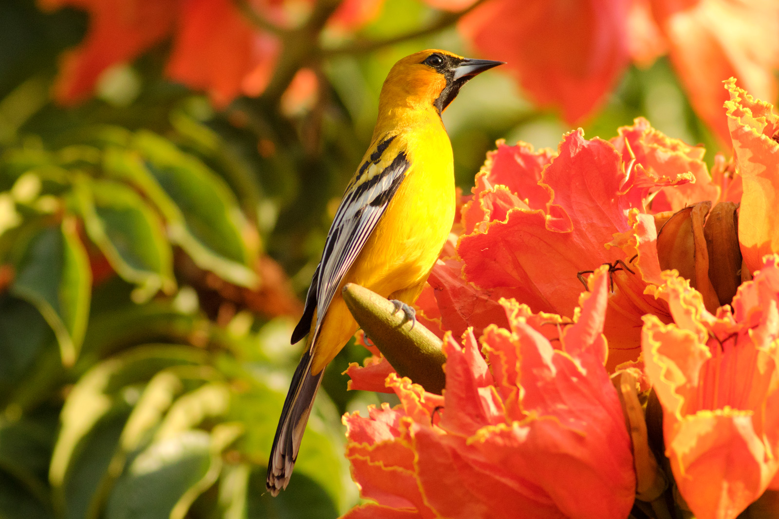 Bird Nerds Viva Mexico