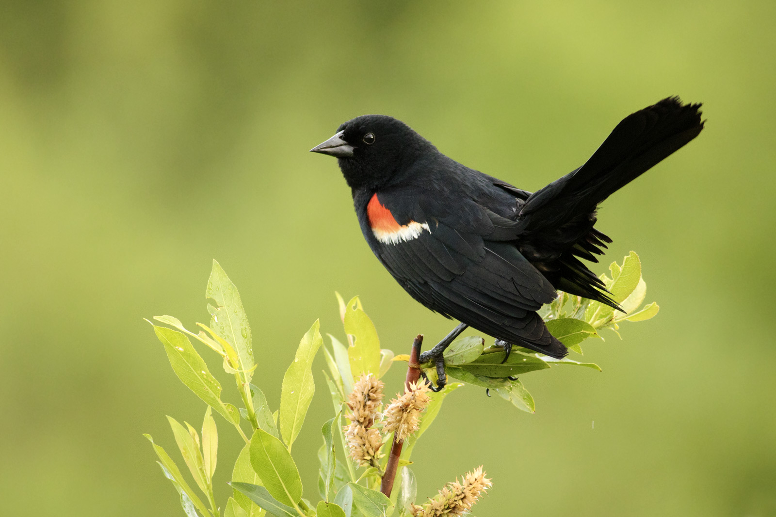 Bird Nerds | Beauvais Lake