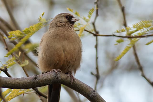 bird photo