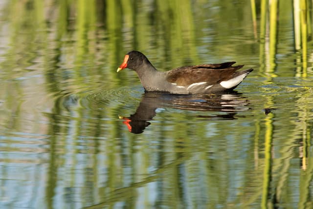 bird photo