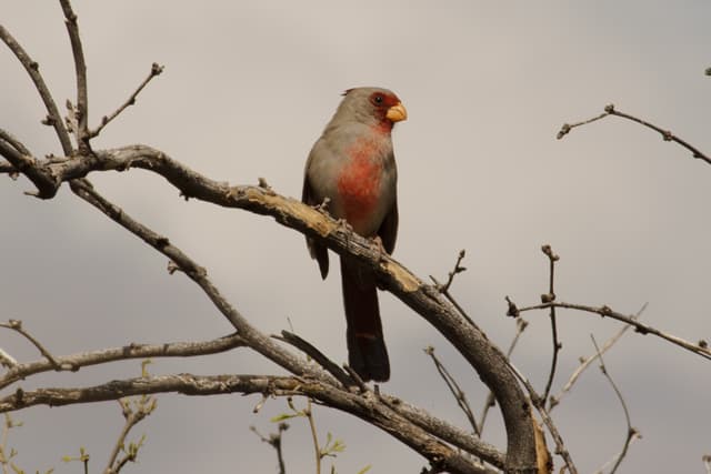 bird photo