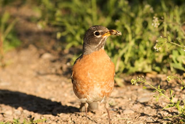 bird photo