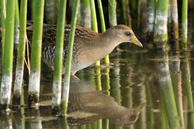 bird photo