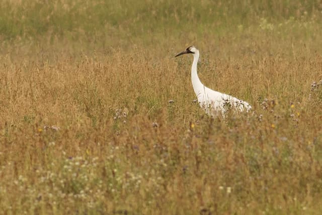 bird photo