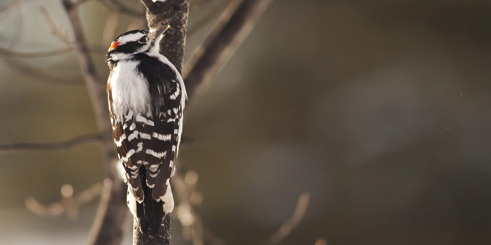 downy woodpecker diet