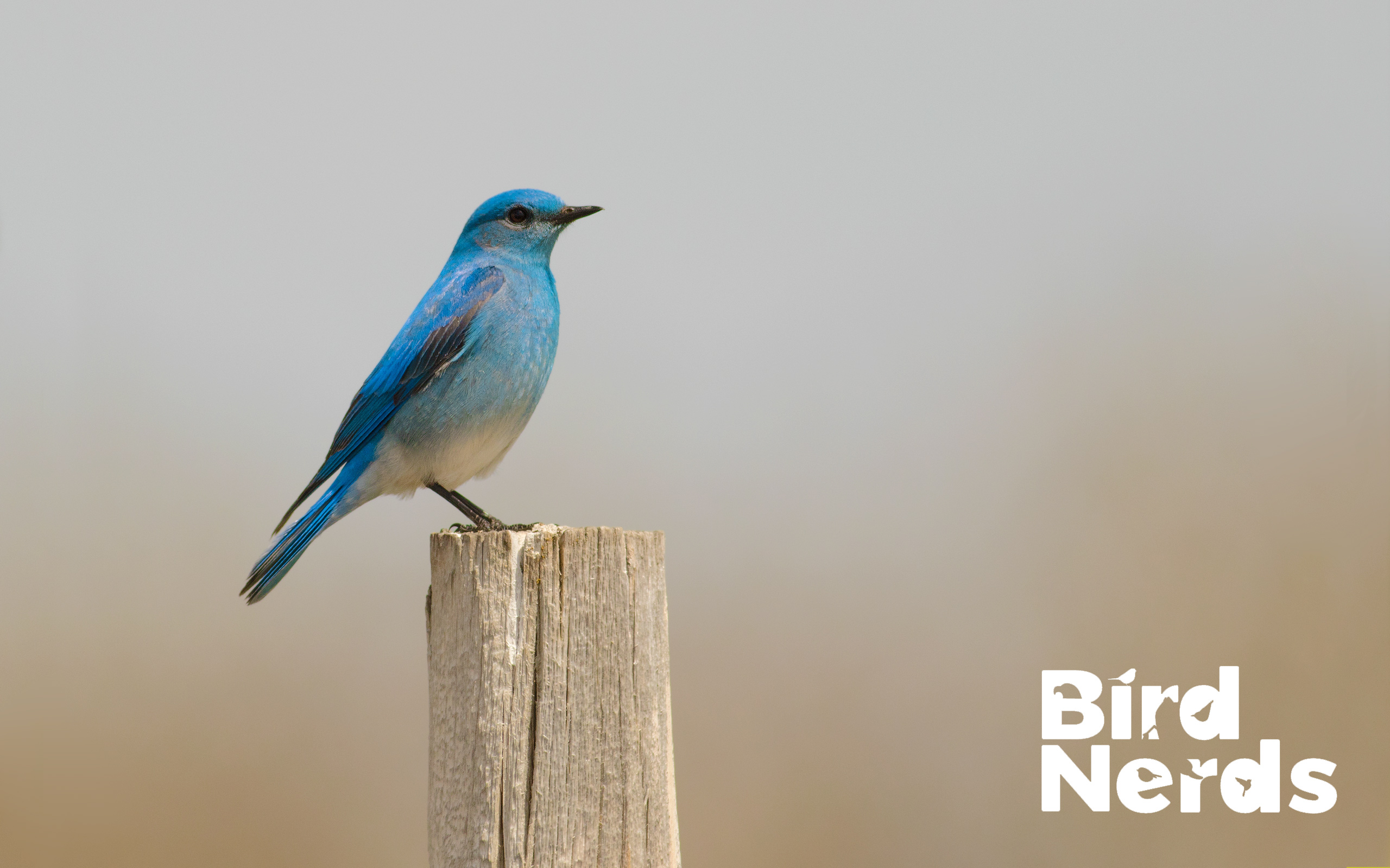 Mountain bluebird on a fence post taken in the Alberta foothills. 